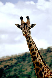 Picture 'KT1_44_25 Giraffe, Tanzania, Serengeti'